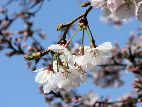 Prunus x yedoensis