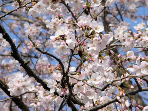 Prunus x yedoensis