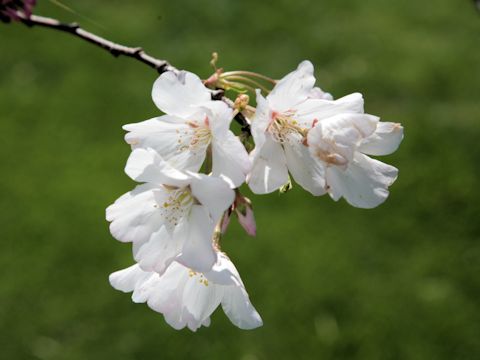 Prunus x yedoensis