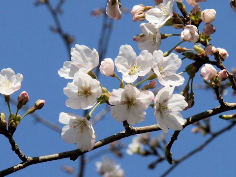 Prunus x yedoensis