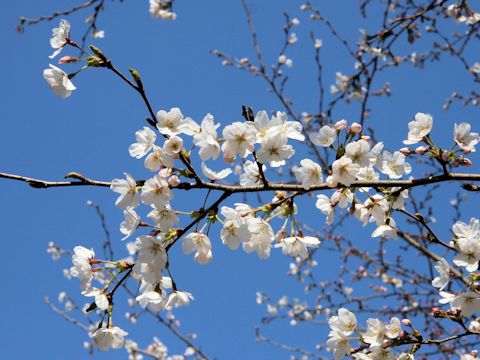 Prunus x yedoensis