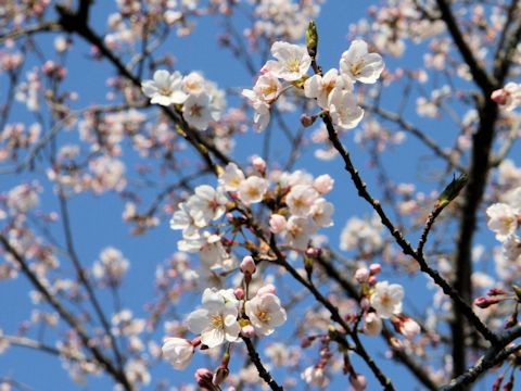 Prunus x yedoensis