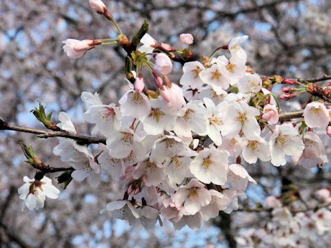 Prunus x yedoensis