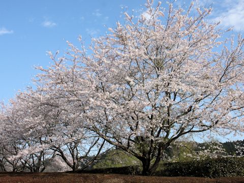 Prunus x yedoensis