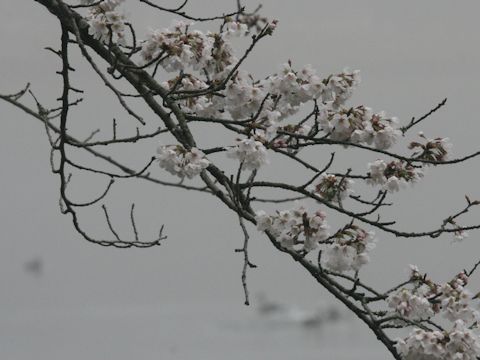 Prunus x yedoensis