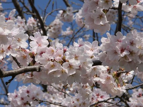 Prunus x yedoensis