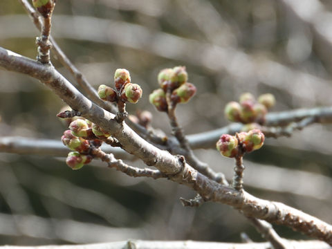 Prunus x yedoensis