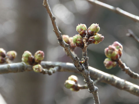 Prunus x yedoensis