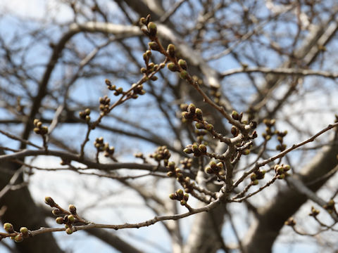 Prunus x yedoensis