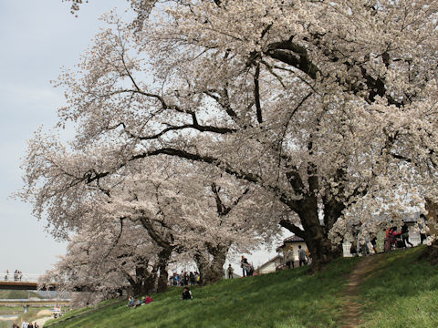 Prunus x yedoensis