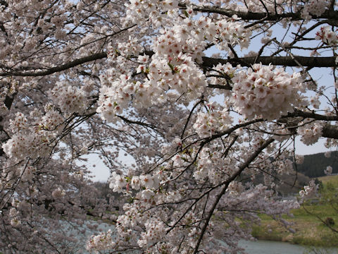 Prunus x yedoensis