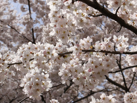 Prunus x yedoensis