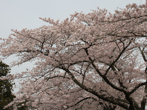 Prunus x yedoensis