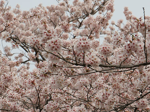 Prunus x yedoensis