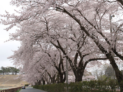 Prunus x yedoensis