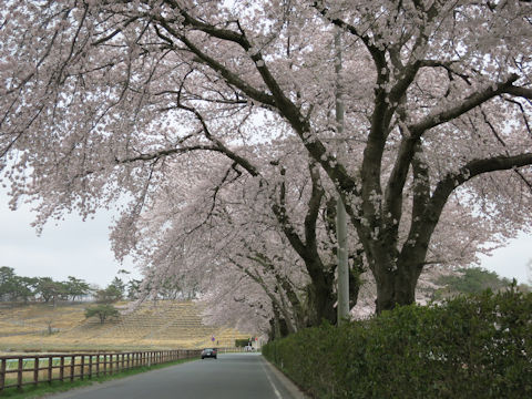 Prunus x yedoensis