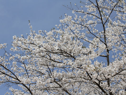 Prunus x yedoensis