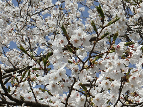 Prunus x yedoensis