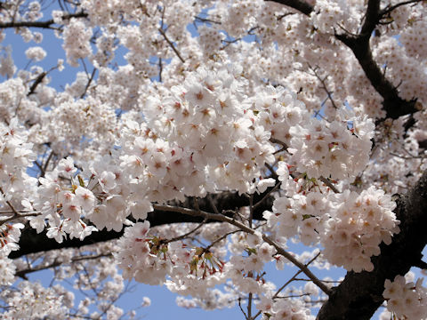 Prunus x yedoensis