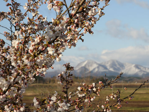 Prunus x yedoensis