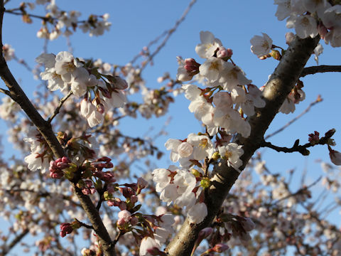 Prunus x yedoensis