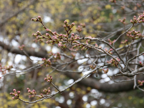 Prunus x yedoensis