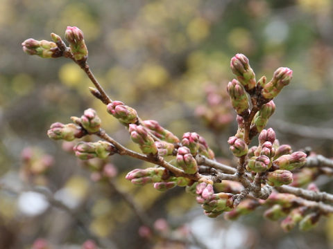 Prunus x yedoensis