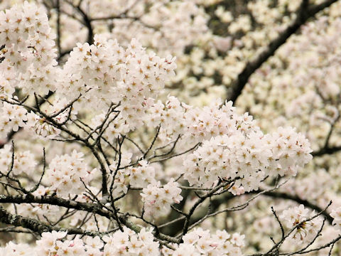 Prunus x yedoensis