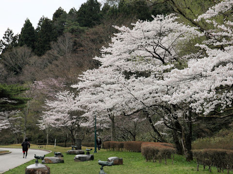 Prunus x yedoensis