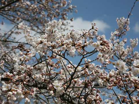 Prunus x yedoensis