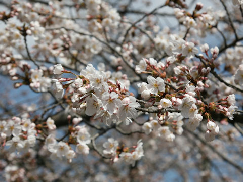 Prunus x yedoensis