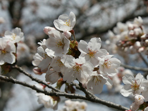 Prunus x yedoensis