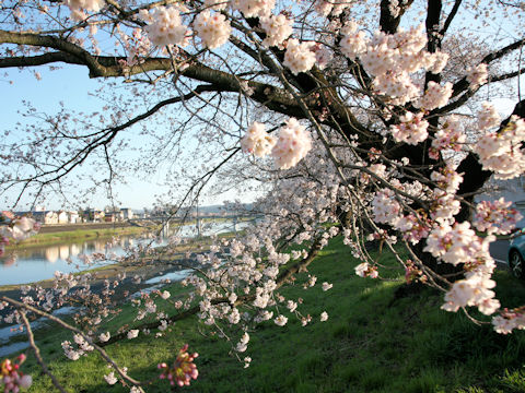 Prunus x yedoensis