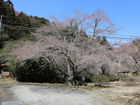 Prunus x yedoensis