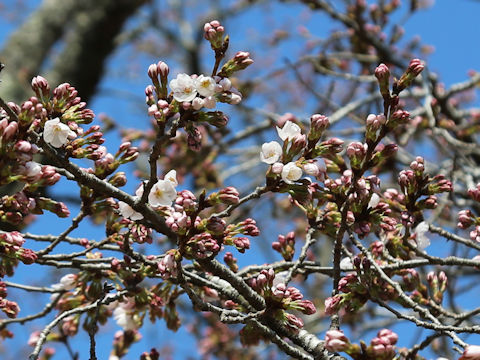 Prunus x yedoensis
