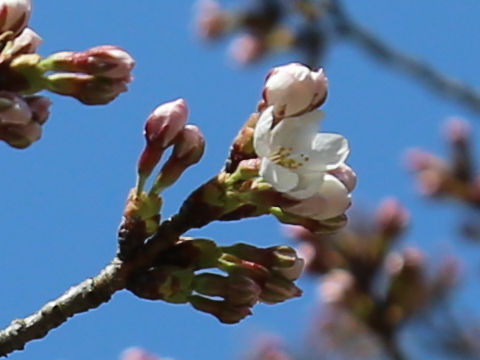 Prunus x yedoensis