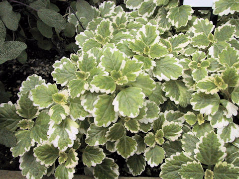 Plectranthus amboinicus