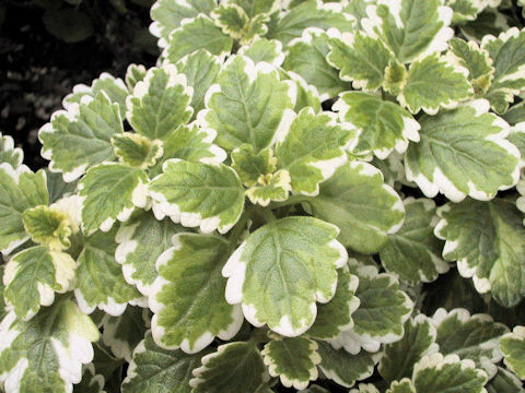 Plectranthus amboinicus