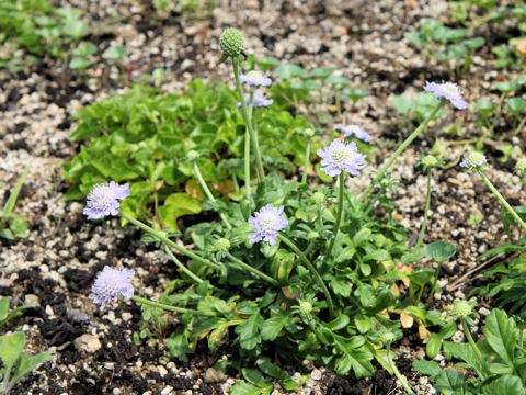 Scabiosa japonica var. littoralis