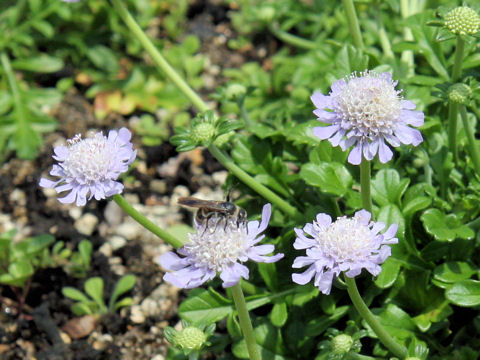 Scabiosa japonica var. littoralis