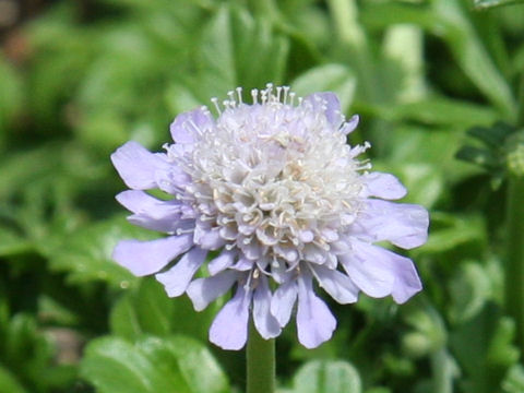 Scabiosa japonica var. littoralis