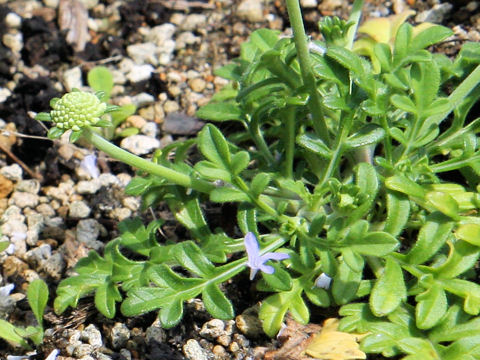 Scabiosa japonica var. littoralis