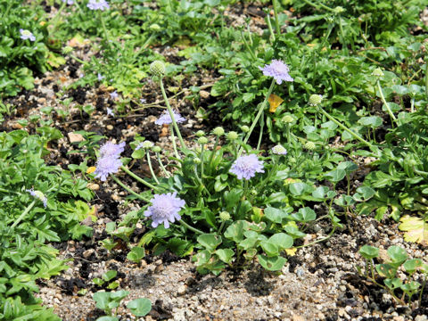 Scabiosa japonica var. littoralis