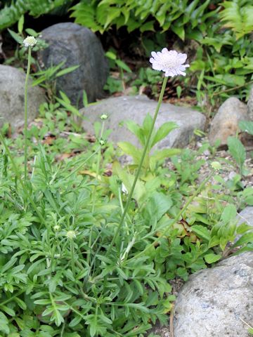 Scabiosa japonica var. littoralis