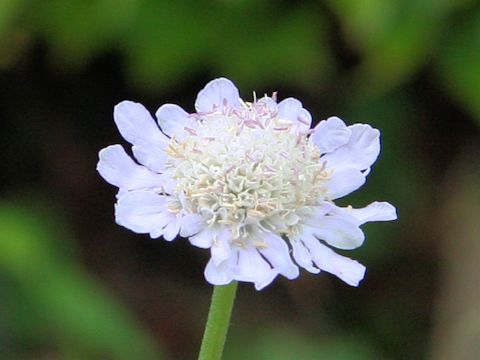 Scabiosa japonica var. littoralis