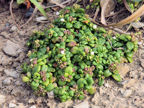 Hedyotis biflora var. parvifolia