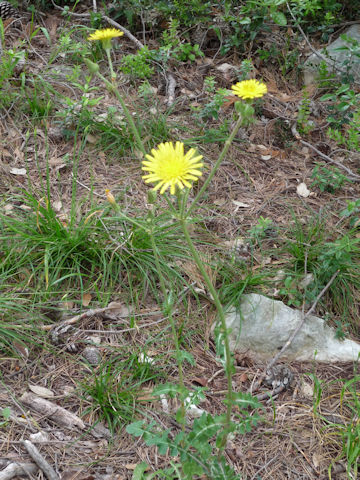 Sonchus arvensis