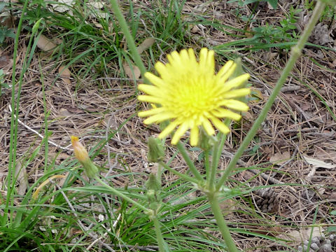 Sonchus arvensis