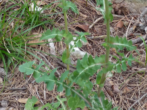 Sonchus arvensis