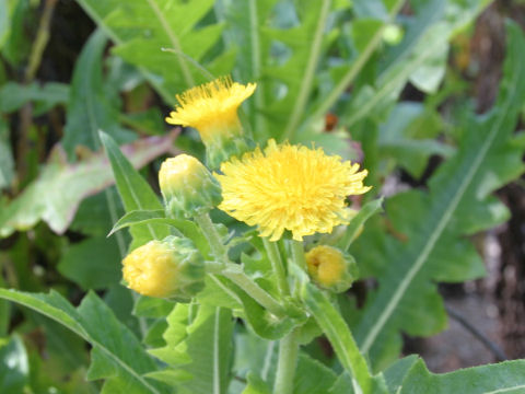 Sonchus congestus